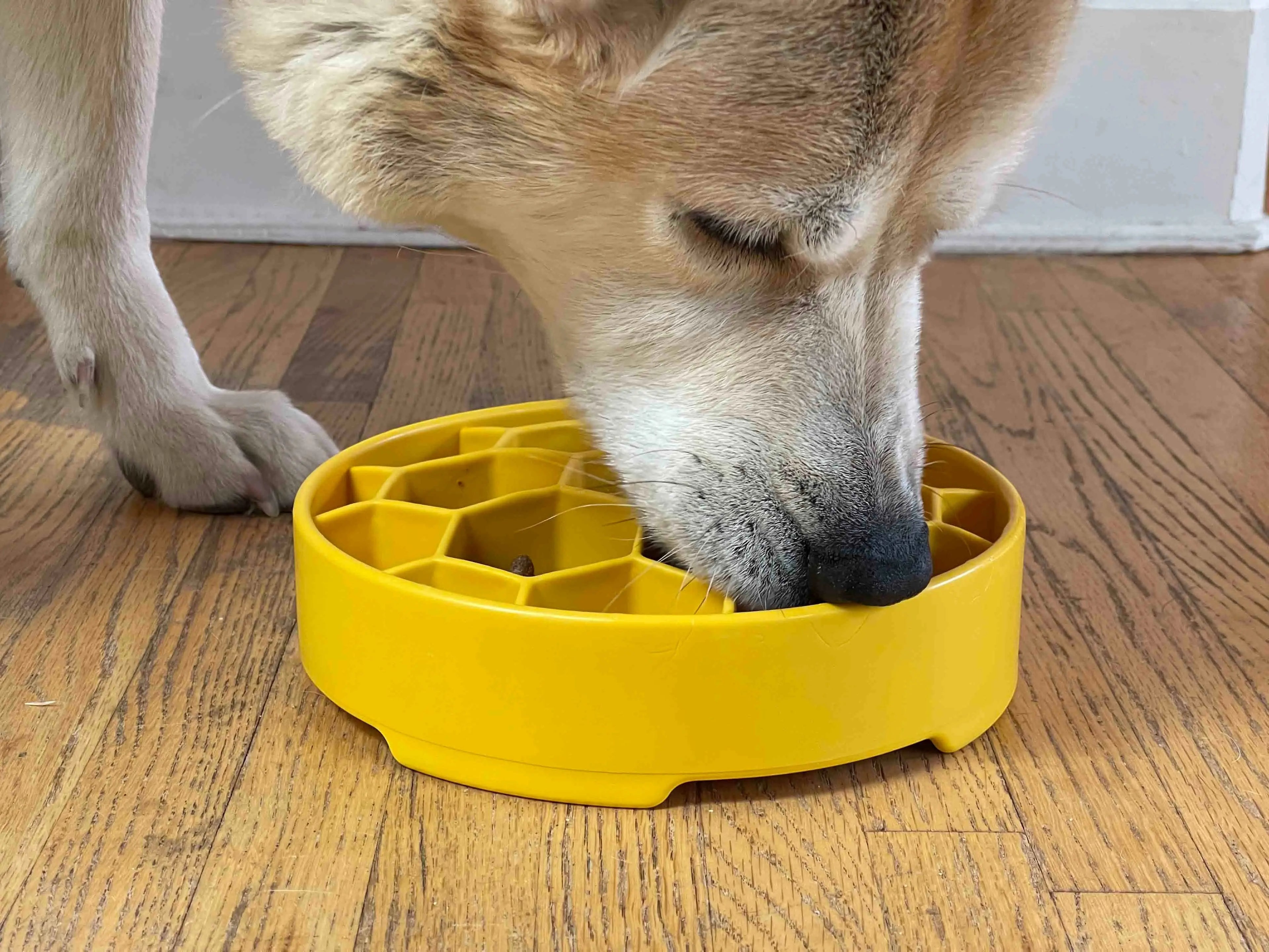 Honeycomb Slow Feeder Dog Bowl - Cosmetic Second - No Packaging - No Returns Feeding